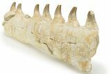 Partial Mosasaur Jaw with Seven Teeth - Morocco #220672-7